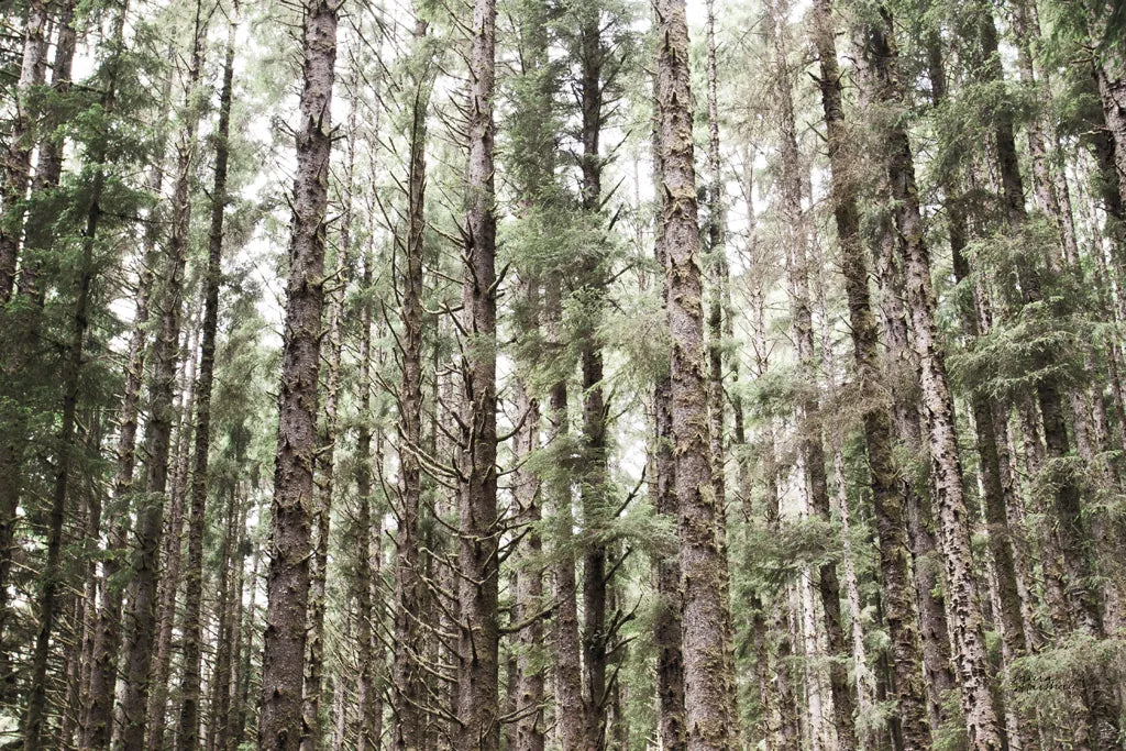 Mossy Pines by Laura Marshall. SKU 53676i. Archival Giclee Fine art print for wall decor.