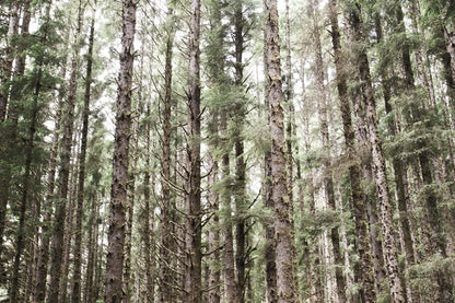 Mossy Pines by Laura Marshall. SKU 53676i. Archival Giclee Fine art print for wall decor.