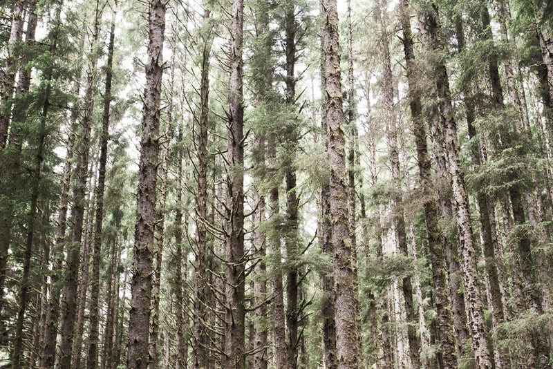 Mossy Pines by Laura Marshall. SKU 53676i. Archival Giclee Fine art print for wall decor.