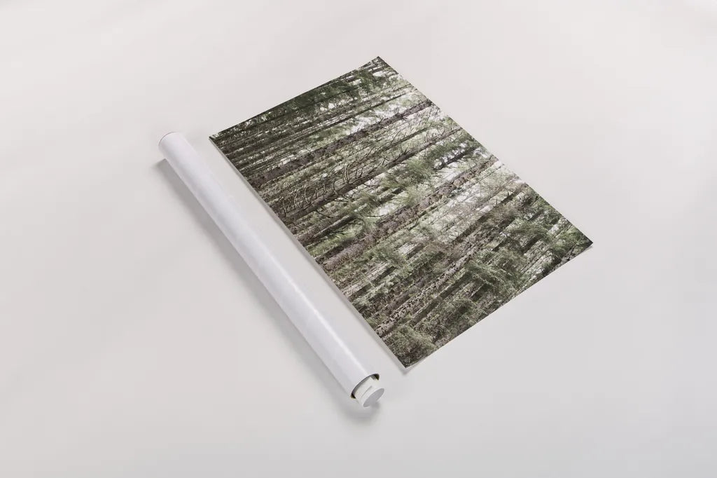 Mossy Pines by Laura Marshall. shown as a rolled paper print. Available as archival giclee rolled canvas, fine art paper, or poster print. SKU 53676i.