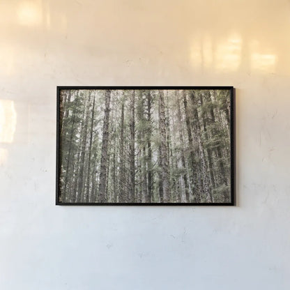 Mossy Pines by Laura Marshall. shown as a paper print in a black flame. Available as a archival giclee rolled canvas, fine art paper, or poster print. SKU 53676i.