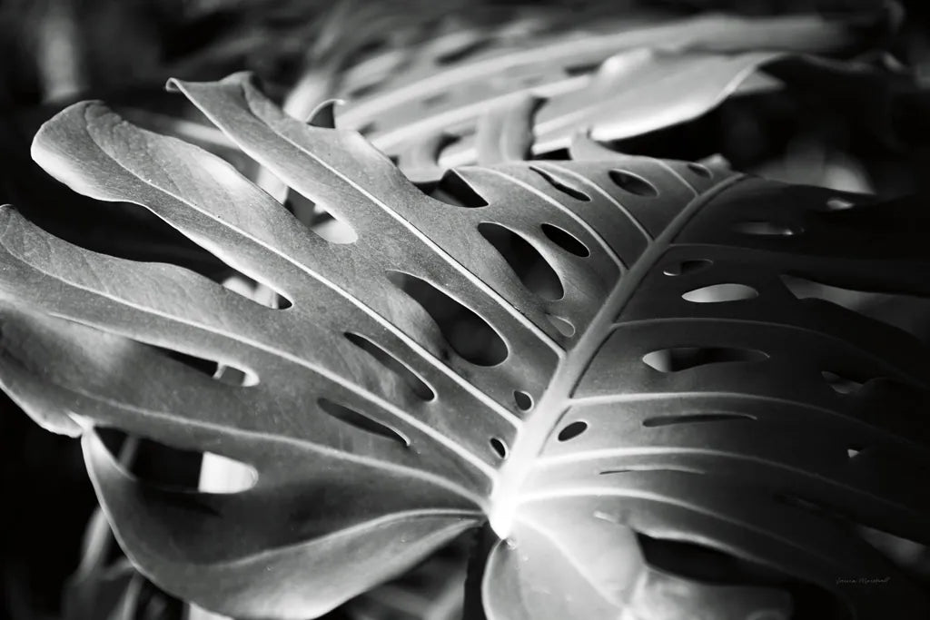 Philodendron by Laura Marshall. SKU 48182i. Archival Giclee Fine art print for wall decor.