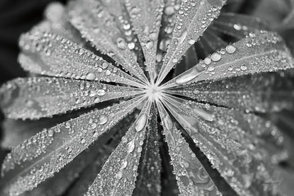 Raindrops on Lupine by Laura Marshall. SKU 48181i. Archival Giclee Fine art print for wall decor.
