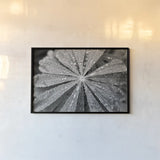 Raindrops on Lupine by Laura Marshall. shown as a paper print in a black flame. Available as a archival giclee rolled canvas, fine art paper, or poster print. SKU 48181i.