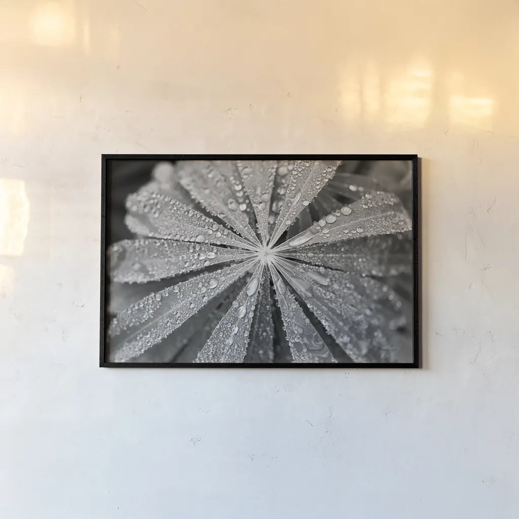 Raindrops on Lupine by Laura Marshall. shown as a paper print in a black flame. Available as a archival giclee rolled canvas, fine art paper, or poster print. SKU 48181i.