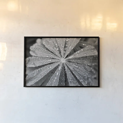 Raindrops on Lupine by Laura Marshall. shown as a paper print in a black flame. Available as a archival giclee rolled canvas, fine art paper, or poster print. SKU 48181i.