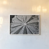 Raindrops on Lupine by Laura Marshall. shown as a paper print in a white frame. Available as a archival giclee rolled canvas, fine art paper, or poster print. SKU 48181i.