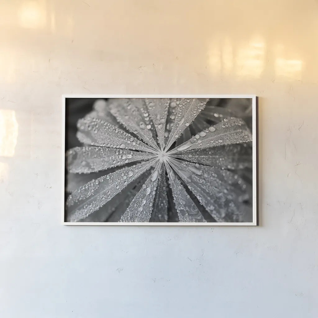 Raindrops on Lupine by Laura Marshall. shown as a paper print in a white frame. Available as a archival giclee rolled canvas, fine art paper, or poster print. SKU 48181i.
