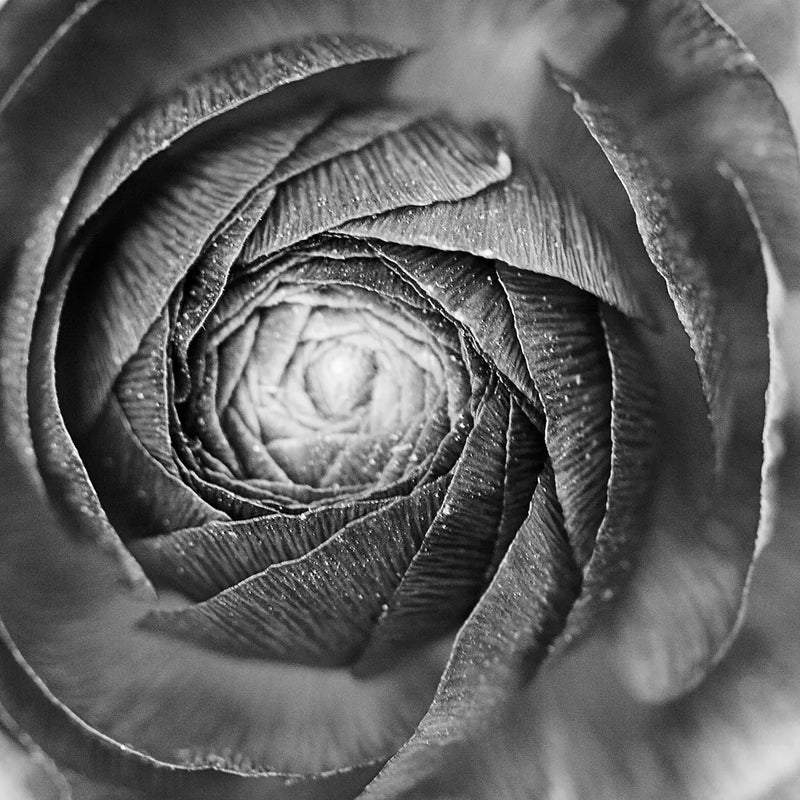 Ranunculus Abstract I BW by Laura Marshall. SKU 25284a. Archival Giclee Fine art print for wall decor.