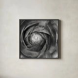 Ranunculus Abstract I BW by Laura Marshall. Shown in a sleek black glass frame for a contemporary gallery look. Available as an archival giclee rolled canvas, fine art paper, or poster print. SKU 25284a.