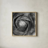 Ranunculus Abstract I BW by Laura Marshall. Shown in a natural wood glass frame for a timeless modern aesthetic. Available as an archival giclee rolled canvas, fine art paper, or poster print. SKU 25284a.