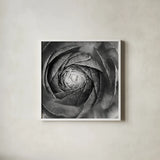 Ranunculus Abstract I BW by Laura Marshall. Shown in a crisp white glass frame for a clean and minimalist style. Available as an archival giclee rolled canvas, fine art paper, or poster print. SKU 25284a.
