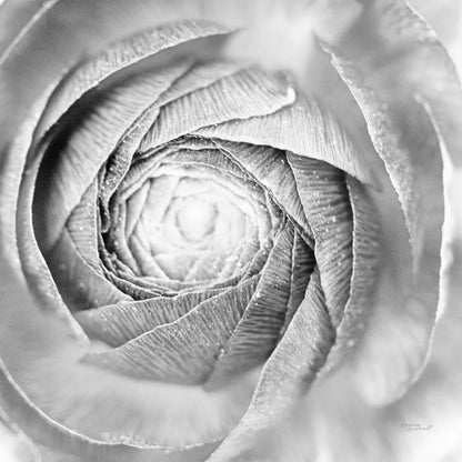 Ranunculus Abstract I BW Light by Laura Marshall. SKU 43246a. Archival Giclee Fine art print for wall decor.