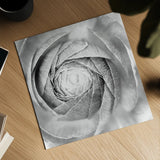 Ranunculus Abstract I BW Light by Laura Marshall. Shown as a detailed flat fine art print, highlighting archival giclee quality. Available as an archival giclee rolled canvas, fine art paper, or poster print. SKU 43246a.