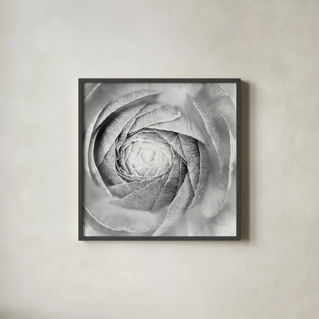 Ranunculus Abstract I BW Light by Laura Marshall. Shown in a sleek black glass frame for a contemporary gallery look. Available as an archival giclee rolled canvas, fine art paper, or poster print. SKU 43246a.