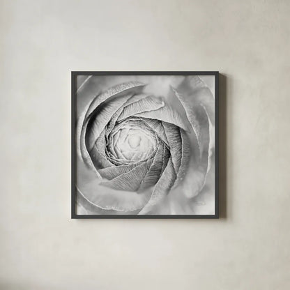 Ranunculus Abstract I BW Light by Laura Marshall. Shown in a sleek black glass frame for a contemporary gallery look. Available as an archival giclee rolled canvas, fine art paper, or poster print. SKU 43246a.