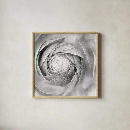 Ranunculus Abstract I BW Light by Laura Marshall. Shown in a natural wood glass frame for a timeless modern aesthetic. Available as an archival giclee rolled canvas, fine art paper, or poster print. SKU 43246a.