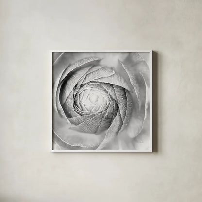 Ranunculus Abstract I BW Light by Laura Marshall. Shown in a crisp white glass frame for a clean and minimalist style. Available as an archival giclee rolled canvas, fine art paper, or poster print. SKU 43246a.
