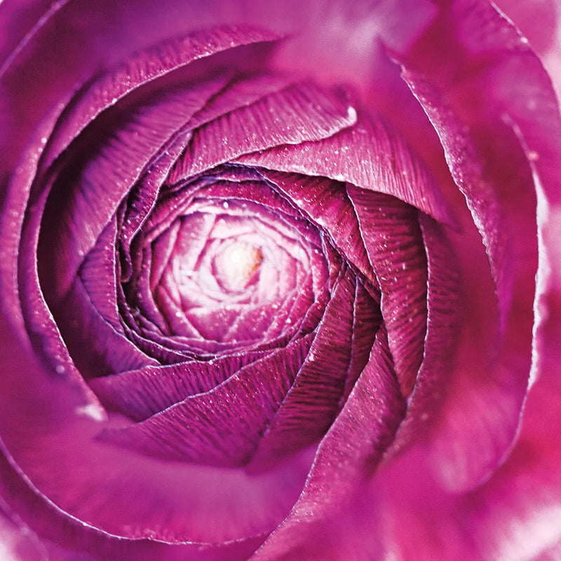 Ranunculus Abstract I Color by Laura Marshall. SKU 25278a. Archival Giclee Fine art print for wall decor.
