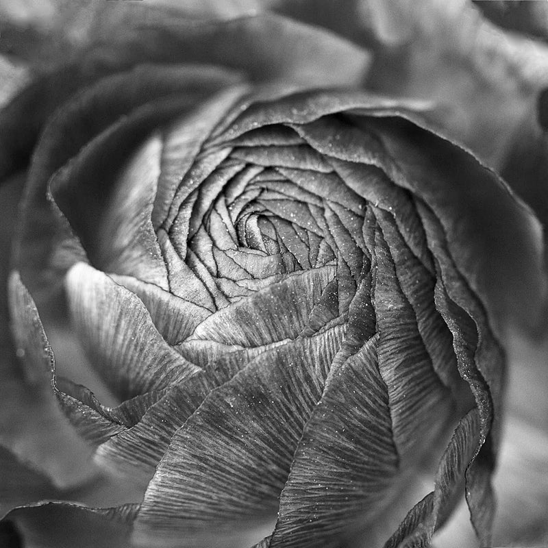 Ranunculus Abstract II BW by Laura Marshall. SKU 25285a. Archival Giclee Fine art print for wall decor.