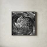 Ranunculus Abstract II BW by Laura Marshall. Shown in a sleek black glass frame for a contemporary gallery look. Available as an archival giclee rolled canvas, fine art paper, or poster print. SKU 25285a.