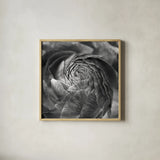 Ranunculus Abstract II BW by Laura Marshall. Shown in a natural wood glass frame for a timeless modern aesthetic. Available as an archival giclee rolled canvas, fine art paper, or poster print. SKU 25285a.