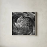 Ranunculus Abstract II BW by Laura Marshall. Shown in a crisp white glass frame for a clean and minimalist style. Available as an archival giclee rolled canvas, fine art paper, or poster print. SKU 25285a.