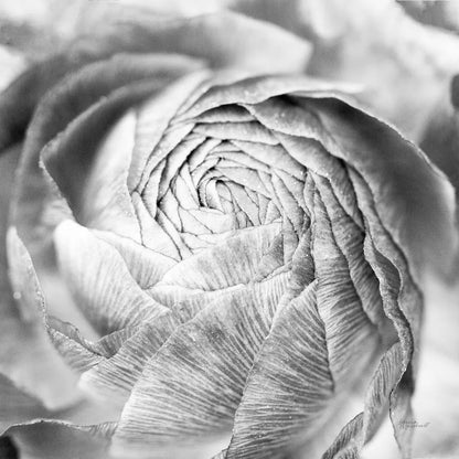Ranunculus Abstract II BW Light by Laura Marshall. SKU 43247a. Archival Giclee Fine art print for wall decor.