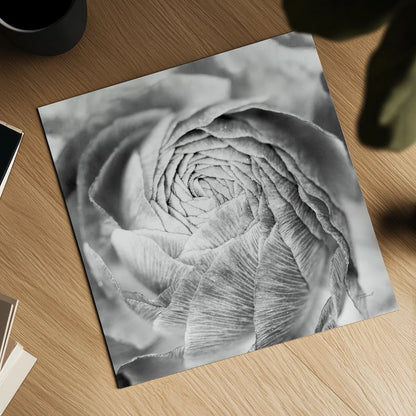 Ranunculus Abstract II BW Light by Laura Marshall. Shown as a detailed flat fine art print, highlighting archival giclee quality. Available as an archival giclee rolled canvas, fine art paper, or poster print. SKU 43247a.