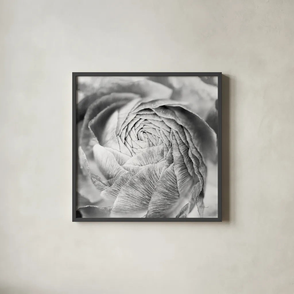 Ranunculus Abstract II BW Light by Laura Marshall. Shown in a sleek black glass frame for a contemporary gallery look. Available as an archival giclee rolled canvas, fine art paper, or poster print. SKU 43247a.