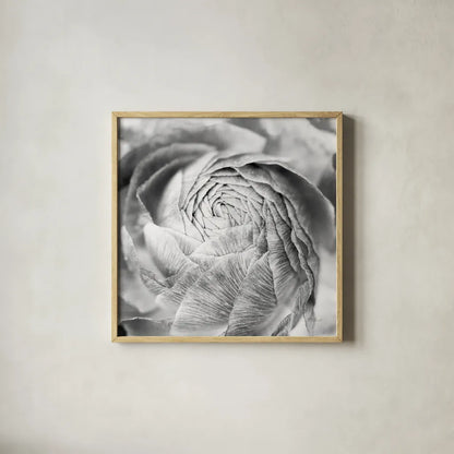 Ranunculus Abstract II BW Light by Laura Marshall. Shown in a natural wood glass frame for a timeless modern aesthetic. Available as an archival giclee rolled canvas, fine art paper, or poster print. SKU 43247a.