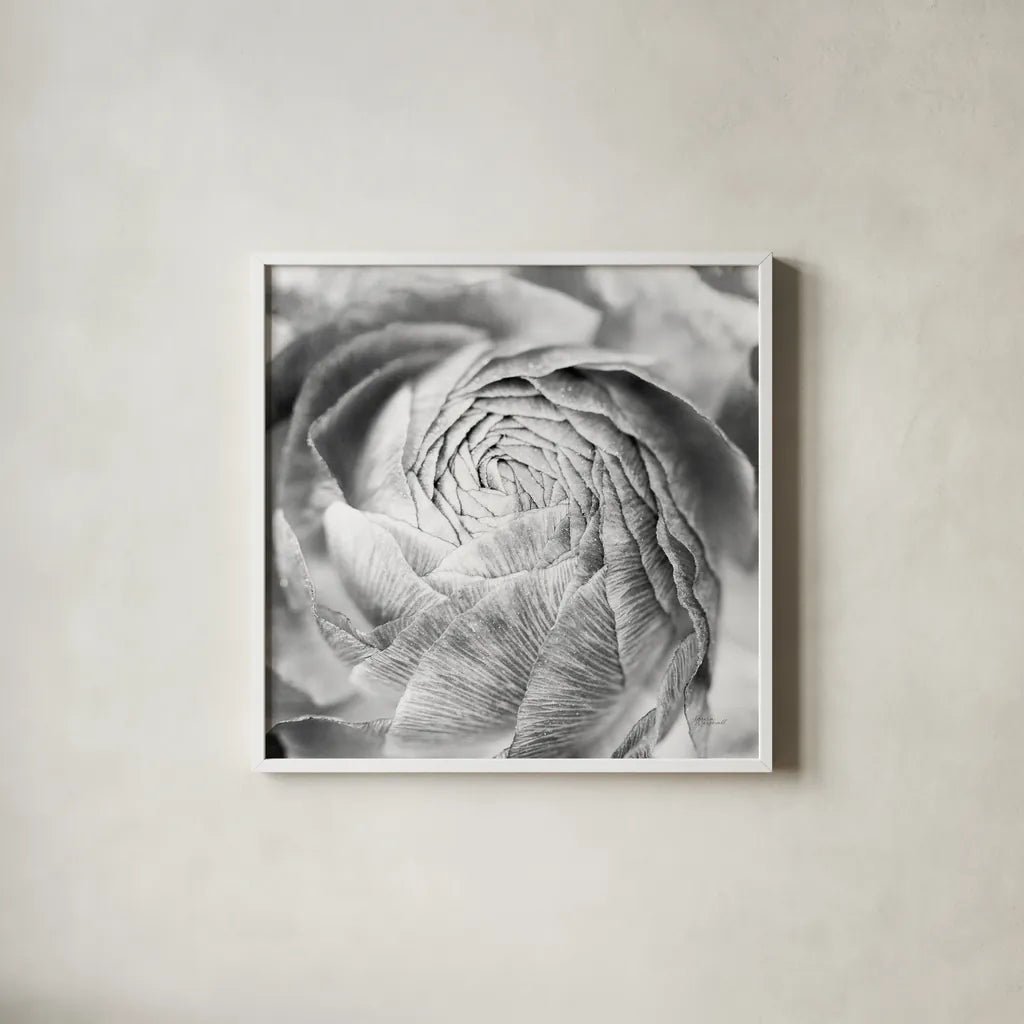 Ranunculus Abstract II BW Light by Laura Marshall. Shown in a crisp white glass frame for a clean and minimalist style. Available as an archival giclee rolled canvas, fine art paper, or poster print. SKU 43247a.
