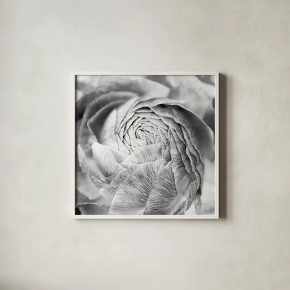 Ranunculus Abstract II BW Light by Laura Marshall. Shown in a crisp white glass frame for a clean and minimalist style. Available as an archival giclee rolled canvas, fine art paper, or poster print. SKU 43247a.