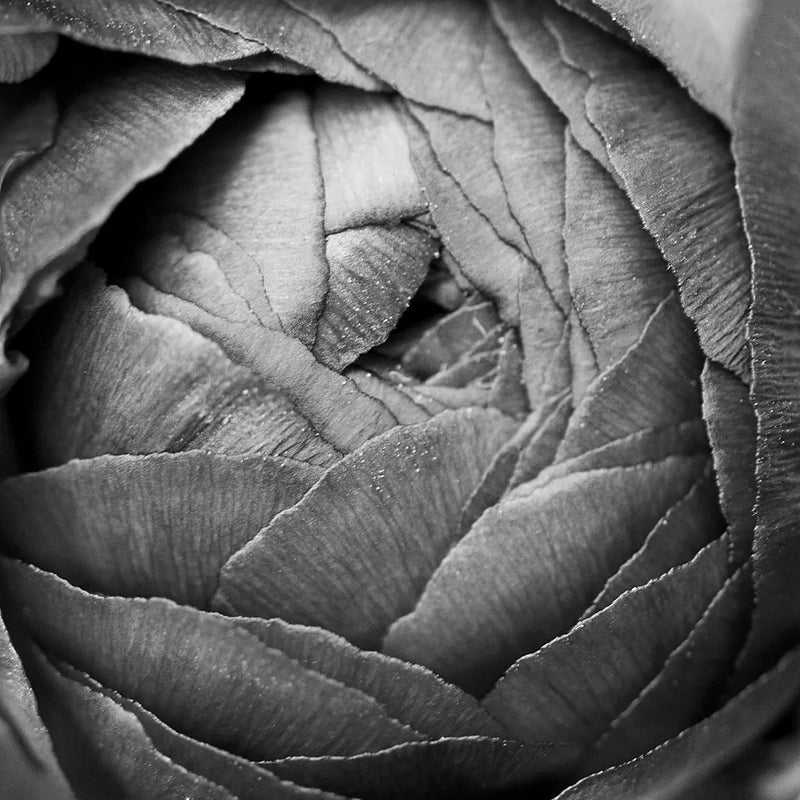 Ranunculus Abstract III BW by Laura Marshall. SKU 25286a. Archival Giclee Fine art print for wall decor.
