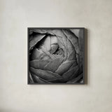 Ranunculus Abstract III BW by Laura Marshall. Shown in a sleek black glass frame for a contemporary gallery look. Available as an archival giclee rolled canvas, fine art paper, or poster print. SKU 25286a.
