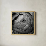 Ranunculus Abstract III BW by Laura Marshall. Shown in a natural wood glass frame for a timeless modern aesthetic. Available as an archival giclee rolled canvas, fine art paper, or poster print. SKU 25286a.