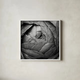 Ranunculus Abstract III BW by Laura Marshall. Shown in a crisp white glass frame for a clean and minimalist style. Available as an archival giclee rolled canvas, fine art paper, or poster print. SKU 25286a.