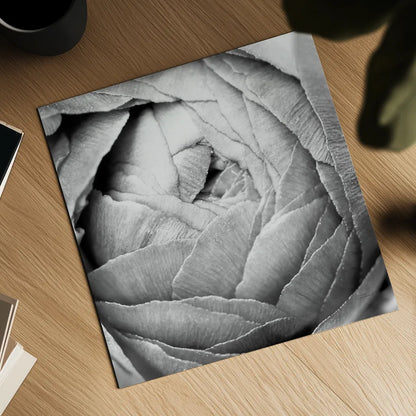 Ranunculus Abstract III BW Light by Laura Marshall. Shown as a detailed flat fine art print, highlighting archival giclee quality. Available as an archival giclee rolled canvas, fine art paper, or poster print. SKU 43248a.