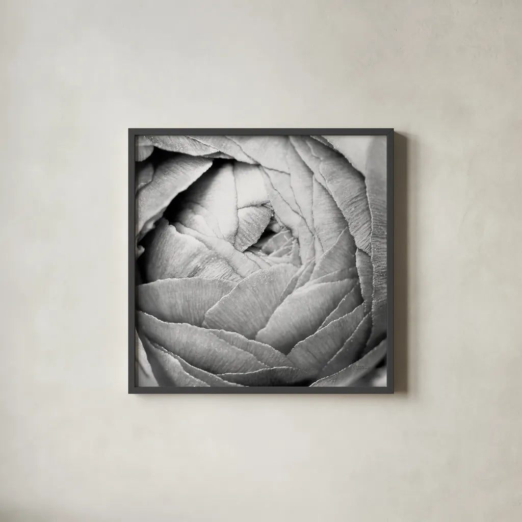 Ranunculus Abstract III BW Light by Laura Marshall. Shown in a sleek black glass frame for a contemporary gallery look. Available as an archival giclee rolled canvas, fine art paper, or poster print. SKU 43248a.