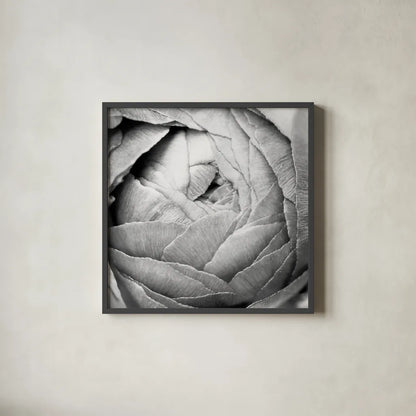Ranunculus Abstract III BW Light by Laura Marshall. Shown in a sleek black glass frame for a contemporary gallery look. Available as an archival giclee rolled canvas, fine art paper, or poster print. SKU 43248a.