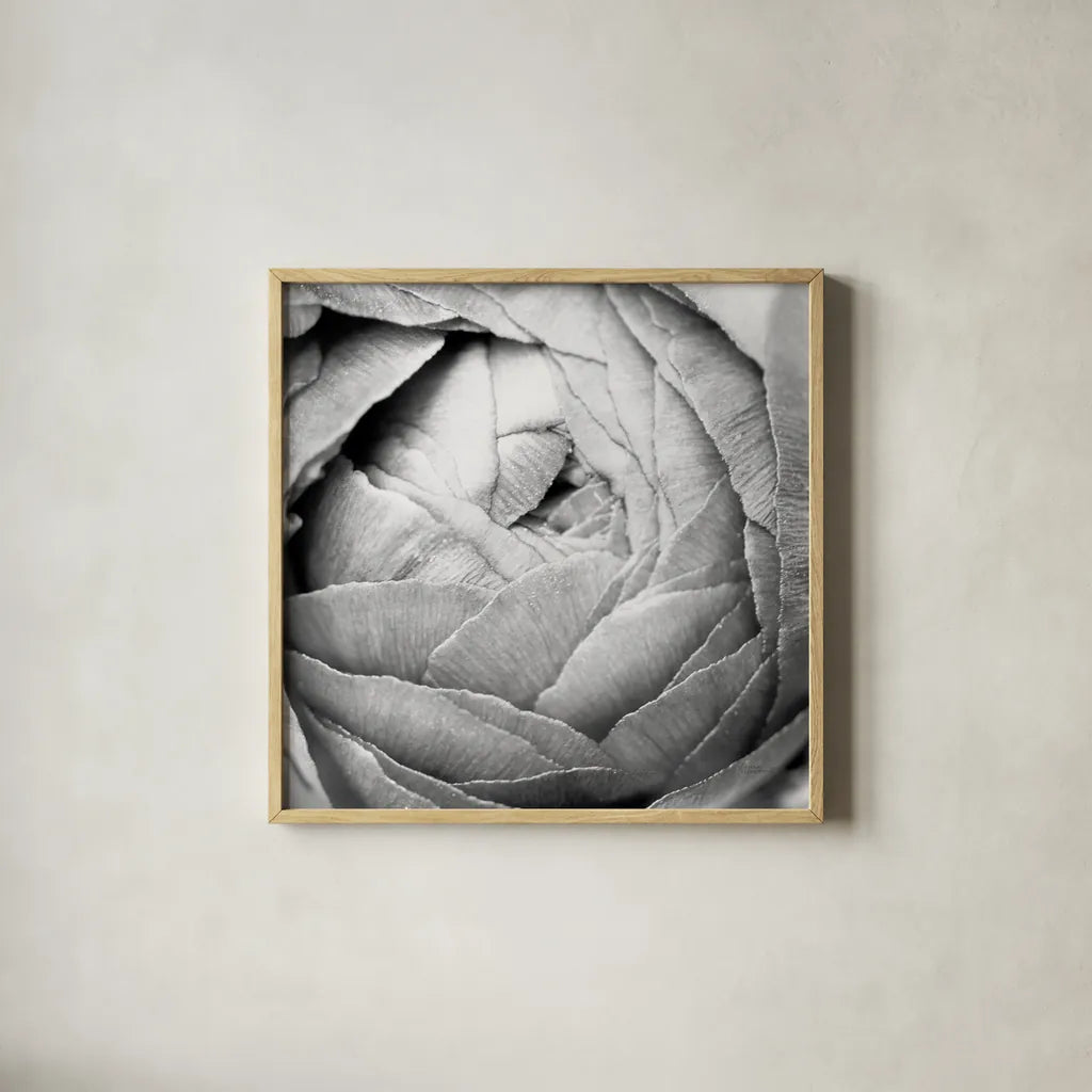 Ranunculus Abstract III BW Light by Laura Marshall. Shown in a natural wood glass frame for a timeless modern aesthetic. Available as an archival giclee rolled canvas, fine art paper, or poster print. SKU 43248a.