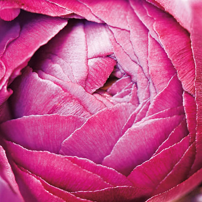 Ranunculus Abstract III Color by Laura Marshall. SKU 25280a. Archival Giclee Fine art print for wall decor.