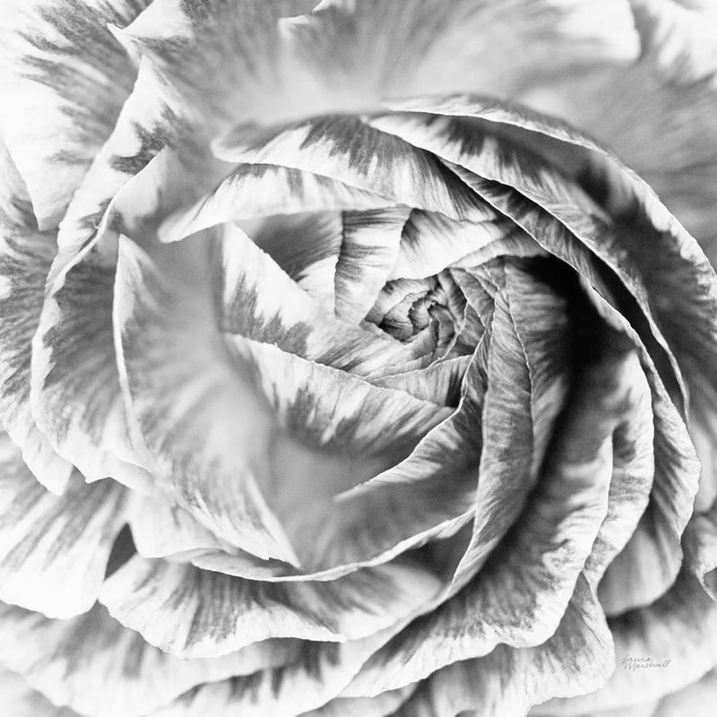 Ranunculus Abstract IV BW Light by Laura Marshall. SKU 43249a. Archival Giclee Fine art print for wall decor.