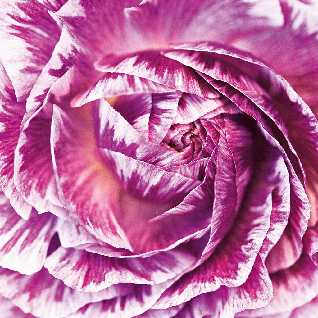 Ranunculus Abstract IV Color by Laura Marshall. SKU 25281a. Archival Giclee Fine art print for wall decor.