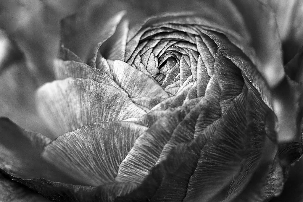 Ranunculus Abstract V BW by Laura Marshall. SKU 25288i. Archival Giclee Fine art print for wall decor.