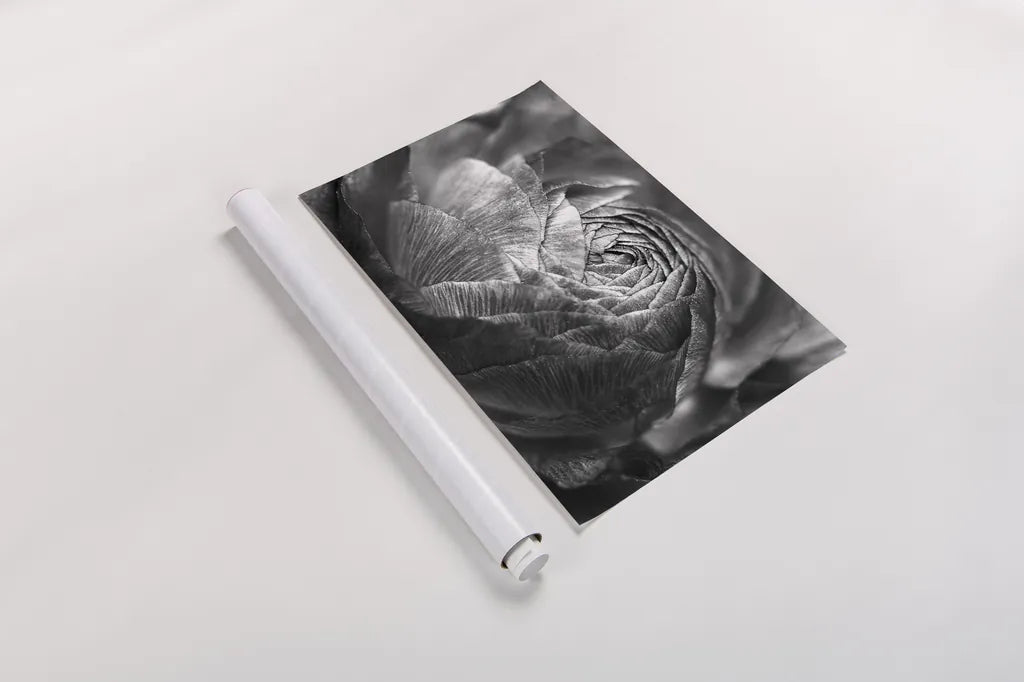 Ranunculus Abstract V BW by Laura Marshall. shown as a rolled paper print. Available as archival giclee rolled canvas, fine art paper, or poster print. SKU 25288i.
