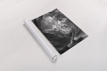 Ranunculus Abstract V BW by Laura Marshall. shown as a rolled paper print. Available as archival giclee rolled canvas, fine art paper, or poster print. SKU 25288i.