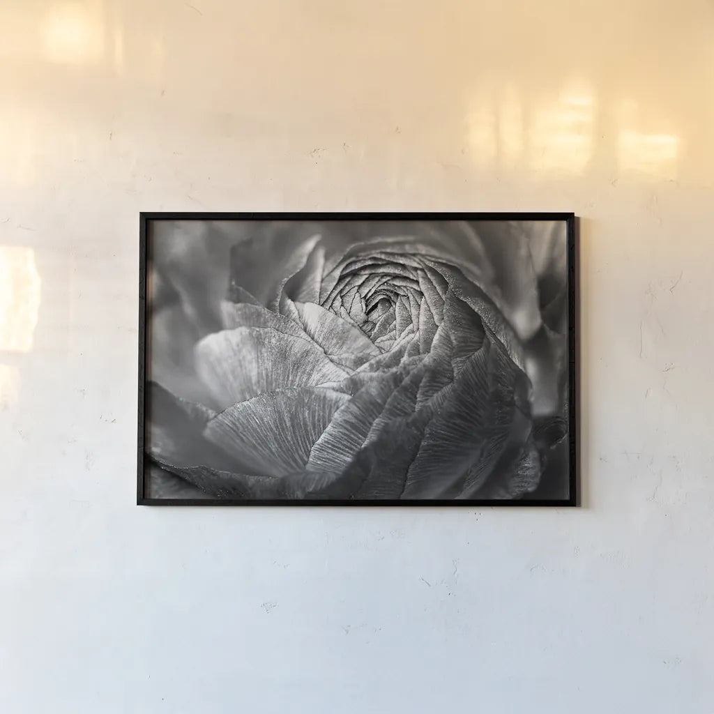 Ranunculus Abstract V BW by Laura Marshall. shown as a paper print in a black flame. Available as a archival giclee rolled canvas, fine art paper, or poster print. SKU 25288i.