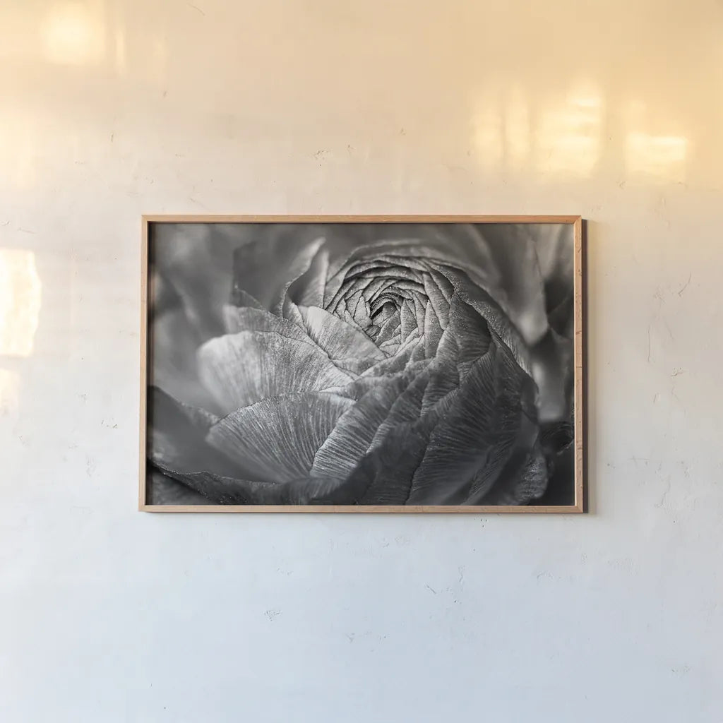 Ranunculus Abstract V BW by Laura Marshall. shown as a paper print in a natural frame. Available as a archival giclee rolled canvas, fine art paper, or poster print. SKU 25288i.