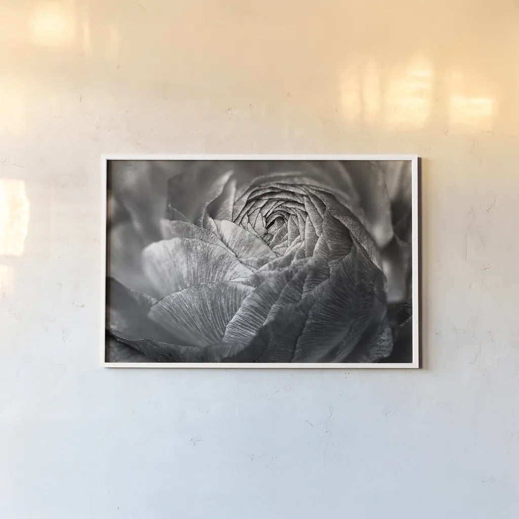 Ranunculus Abstract V BW by Laura Marshall. shown as a paper print in a white frame. Available as a archival giclee rolled canvas, fine art paper, or poster print. SKU 25288i.